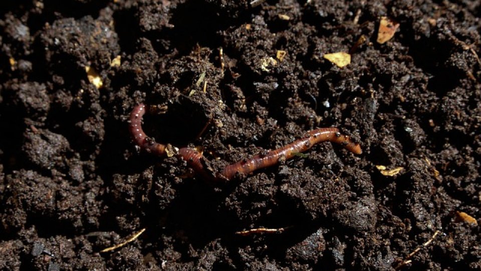 Compostul, un fertilizant nepoluant