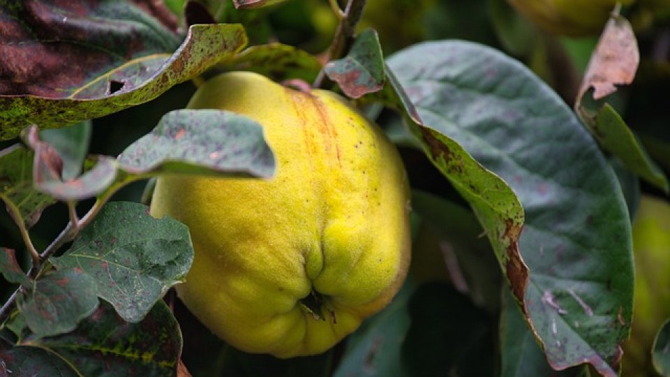 Gutuiul și zeița frumuseții