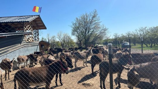 Pandemia a dat naștere unei afaceri de succes, ferma de Măgărițe din Băicoi