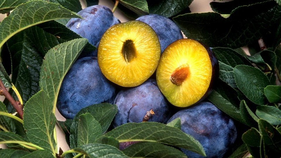 Compotul și alte bunătăți din prune