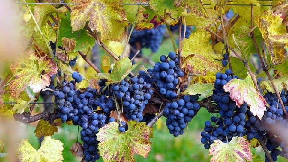 Toamna în viticultură