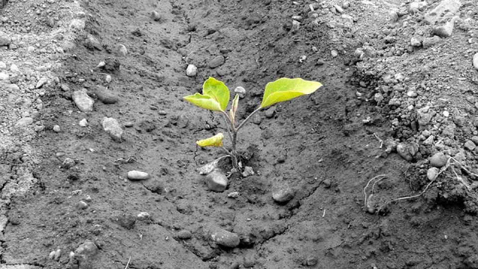 Plantarea pomilor fructiferi - II