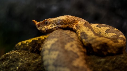 Atenţie la vipere, care sunt tot mai frecvente în zonele locuite din judeţul Mureş