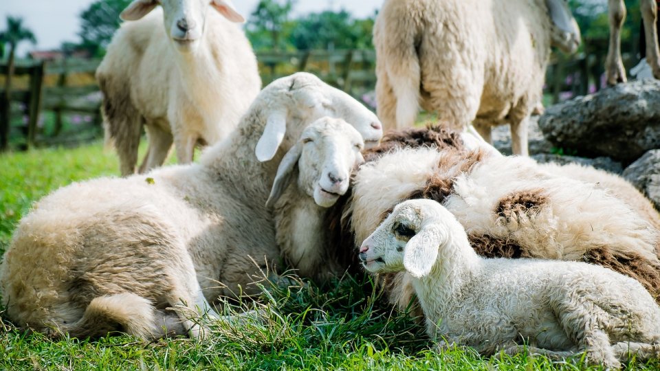 ANSVSA a luat măsuri suplimentare pentru a preveni apariţia variolei ovine şi caprine în ţara noastră