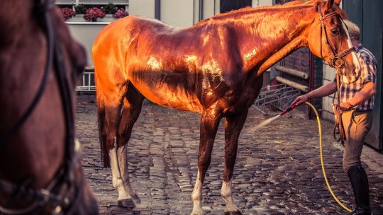 Gorj: Cercetări pentru infracţiunea de rănire cu intenţie a animalelor, după ce un cal a fost spălat la o spălătorie auto