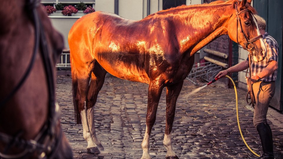 Gorj: Cercetări pentru infracţiunea de rănire cu intenţie a animalelor, după ce un cal a fost spălat la o spălătorie auto