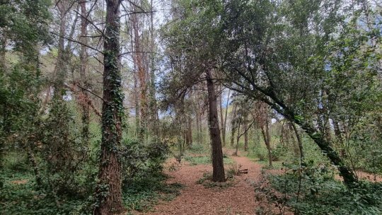 Creștere modestă a fondului forestier, de 1,1%, în aproape 10 ani. Un bilanț al pădurilor