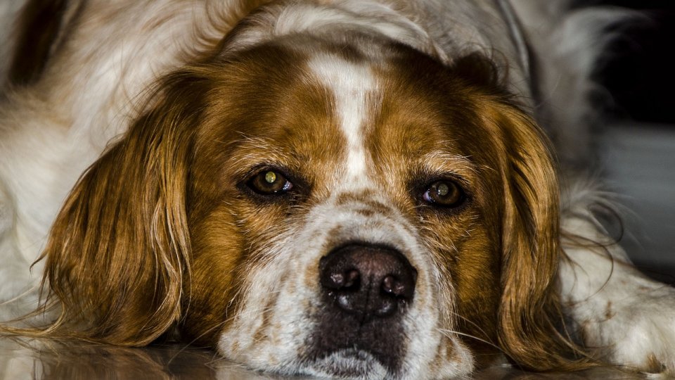 Amenzi date de poliţiştii de la Protecţia Animalelor Vaslui, în ultimele zile