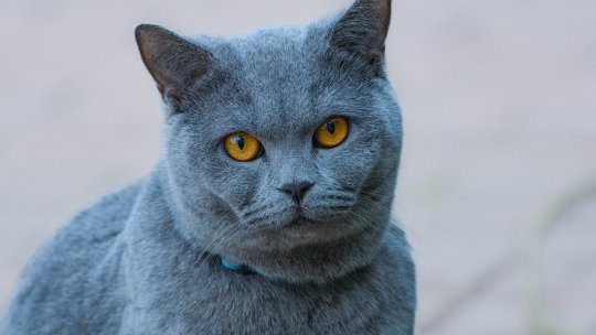 Parada Campioanelor Feline în Brașov