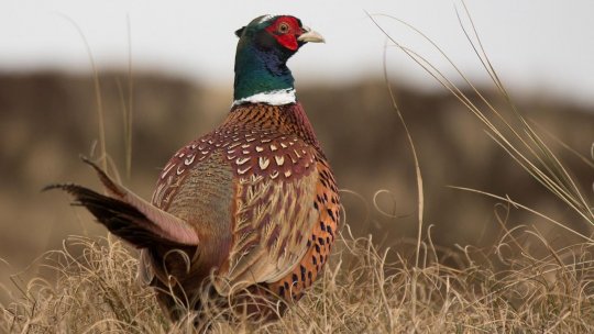 Grija noastră pentru fauna sălbatică, o responsabilitate comună