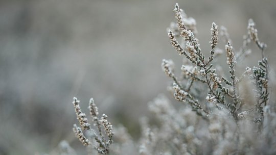 Meteo Bucureşti: Maxime termice de până la 12 grade şi vânt slab spre moderat, joi, vineri şi sâmbătă