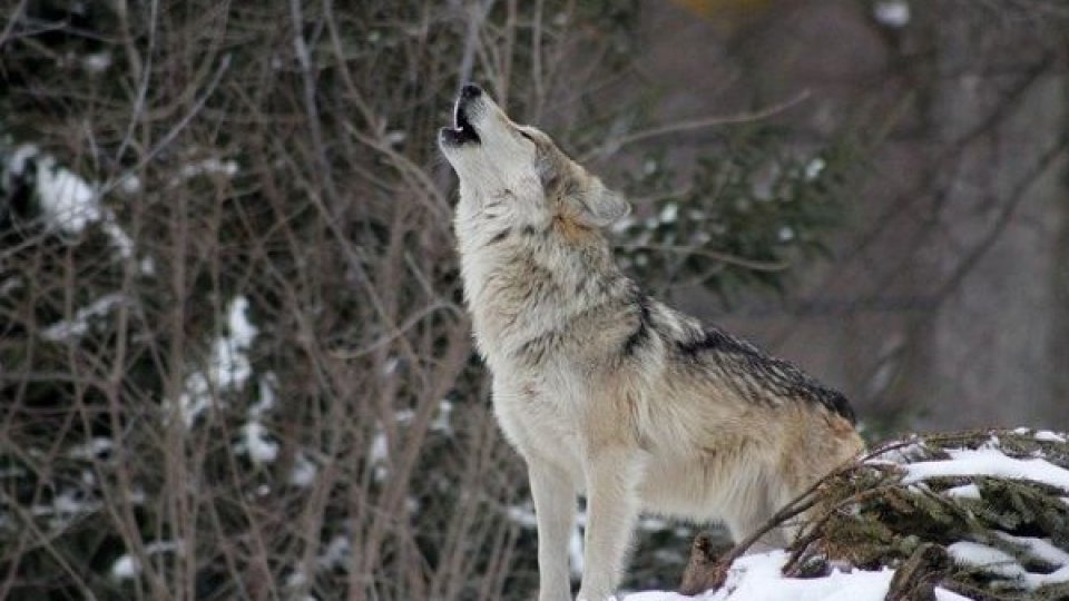 Septembrie negru pentru fermierii buzoieni: Zeci de MII lei pierderi din cauza atacurilor animalelor sălbatice