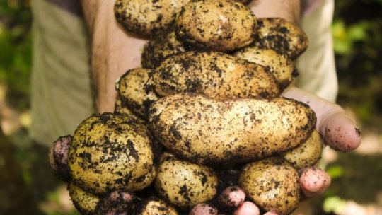 Cultura cartofului, la răscruce: România produce de trei ori mai puțin decât are nevoie