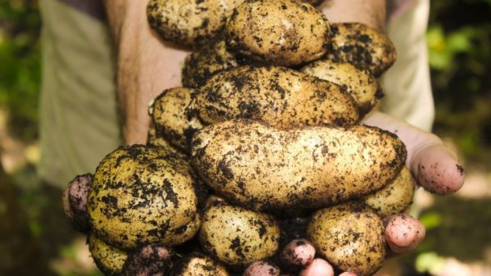 Cultura cartofului, la răscruce: România produce de trei ori mai puțin decât are nevoie