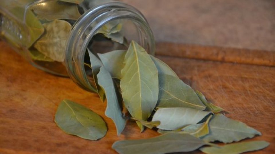 Cum să usuci frunzele de dafin acasă pentru a le păstra aroma intensă