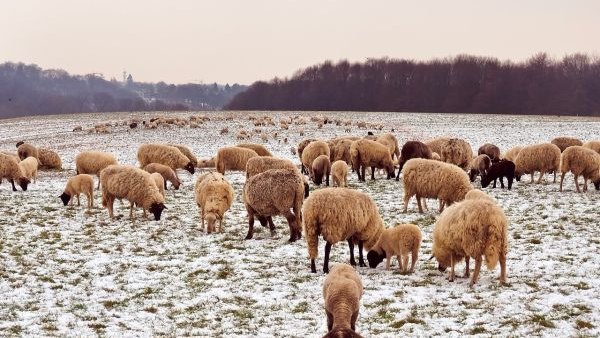 Stratul gros de zăpadă izolează circa 10.000 de animale în Obârșia Lotrului