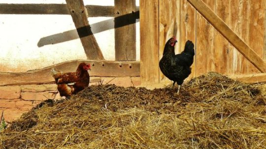 ANSVSA trage un semnal de alarmă privind riscul crescut al gripei aviare pentru România