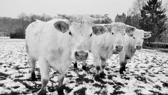 Vaccinarea bovinelor împotriva rabiei, demarată de săptămâna aceasta în județul Vaslui