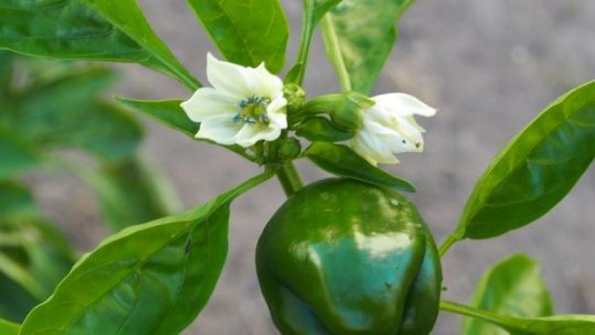 Rotația culturilor, esențială pentru reducerea dependenței de îngrășăminte chimice