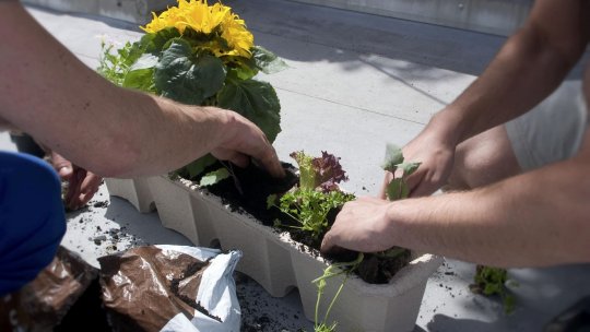 Bacteriile și ciupercile din sol, eroii necunoscuți ai fertilității