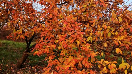 Soiurile tradiționale de pomi fructiferi revin în Țara Făgărașului
