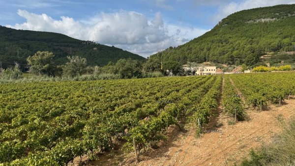 Boala care afectează viţa-de-vie se extinde în Ungaria, avertisment pentru viticultori