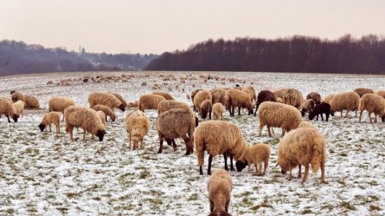 Furt de animale în Gorj: Trei tineri au furat 20 de oi din Stolojani