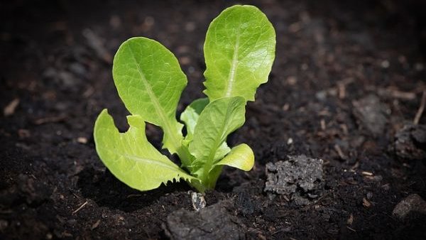 Semințele nu răsar? Greșeli frecvente care îți strică germinarea