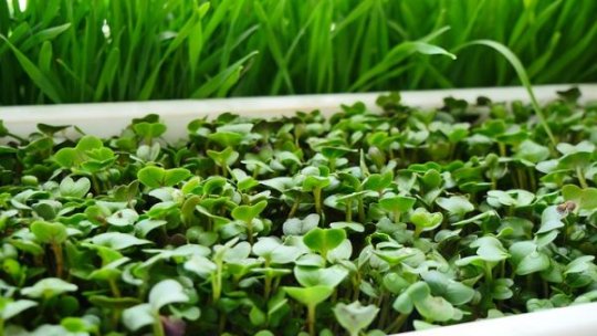 Resursele genetice vegetale ale României, în pericol din cauza subfinanţării