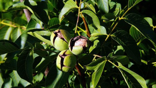 Ce poți planta în locul unei livezi îmbătrânite pentru a revitaliza terenul