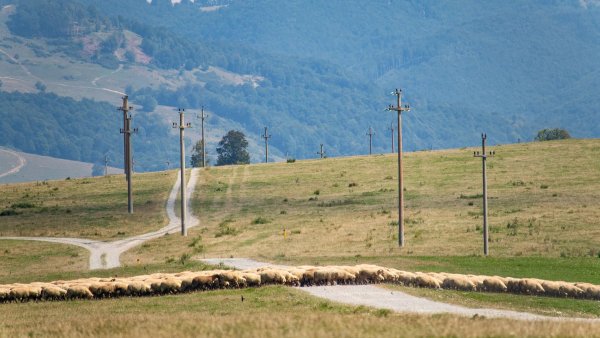 Peste 2,8 milioane lei ajung la crescătorii de animale din România