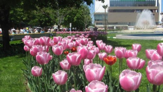 Simfonia Lalelelor 2025: Expoziții florale spectaculoase în centrul orașului Pitești