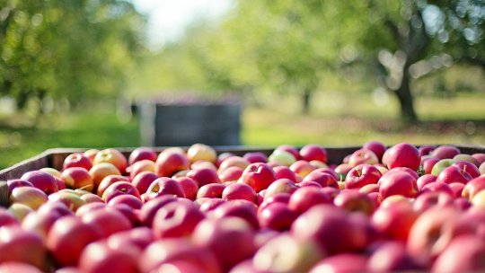 Produsele românești, sigure pentru consum: Doar 0,8% din probe au depășit limitele admise de pesticide în 2024
