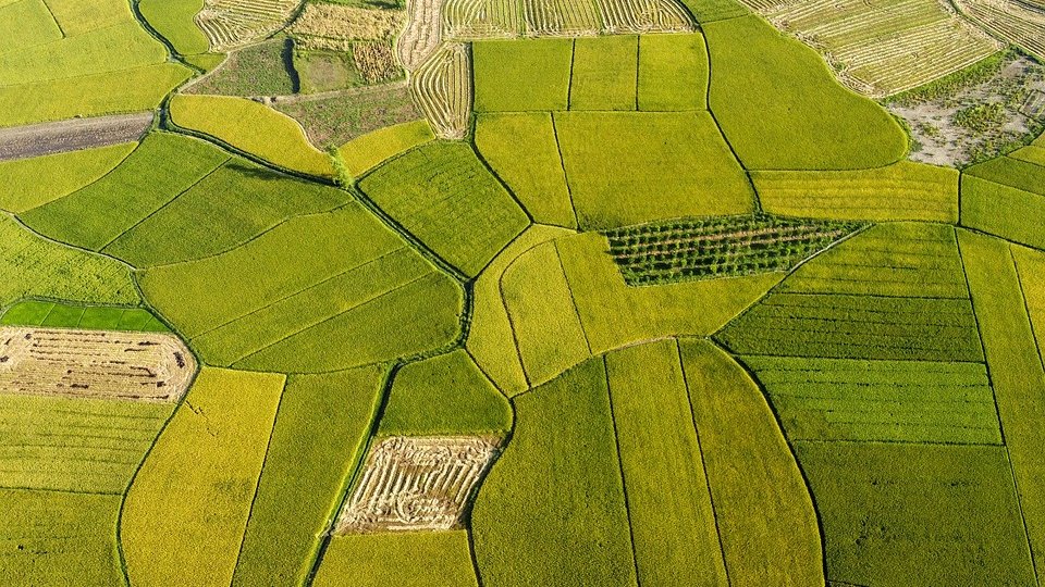 Agricultura extensivă Vs sisteme intensive