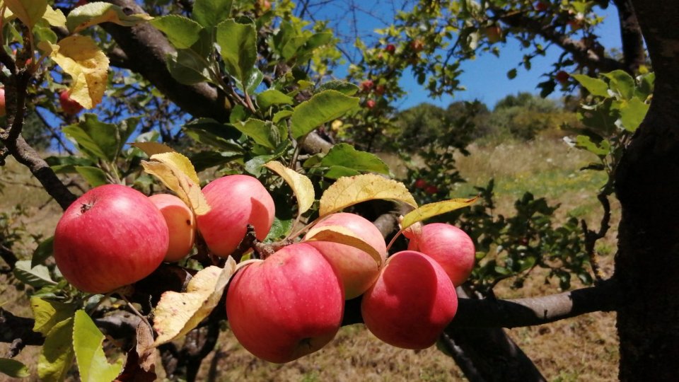 Curs special pentru pomicultori găzduit de liceul agricol Seini