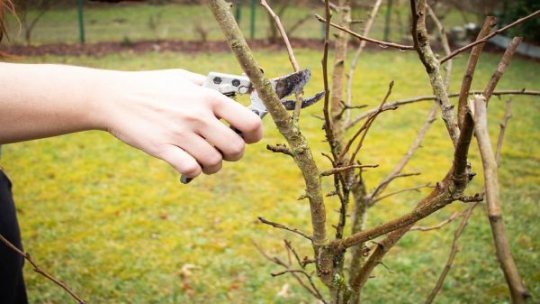 Îngrijirea pomilor fructiferi în februarie: Secrete pentru o livadă sănătoasă și productivă