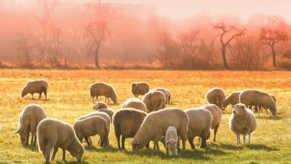 România deschide noi piețe de export pentru animale și carne, în Tunisia și Arabia Saudită