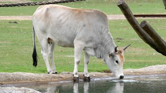 Zoo Târgu Mureş are o nouă atracţie: un pui de zebu