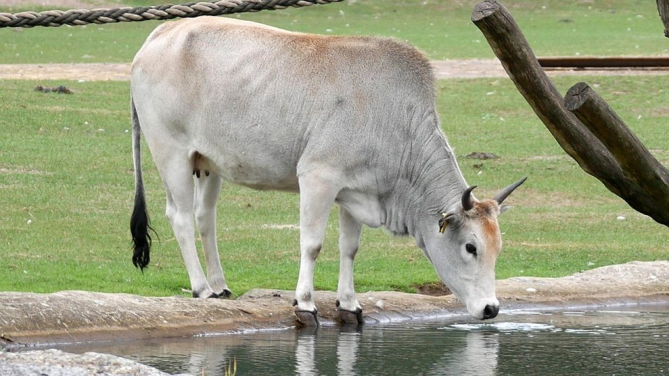 Zoo Târgu Mureş are o nouă atracţie: un pui de zebu