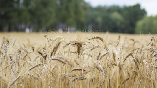 România și alte trei țări cer limitarea importurilor de produse agricole din Ucraina