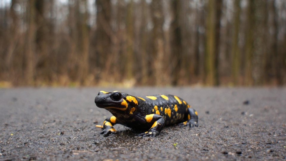 Comportamentul amfibienilor, tulburat de schimbările climatice; salamandră ieşită din hibernare în Parcul Naţional Retezat