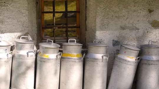 Prelucrarea laptelui, o îndeletnicire tot mai căutată; zeci de procesatori sunt înregistraţi în judeţul Harghita