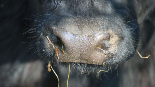 Nou focar de febră aftoasă descoperit în Ungaria, 3.000 de vaci sacrificate