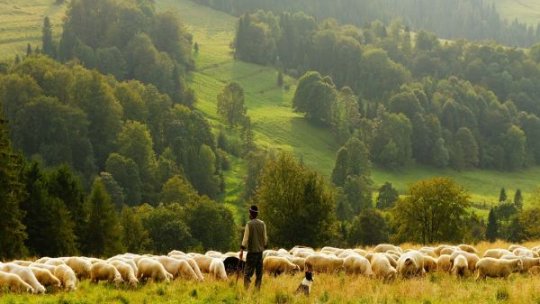 În zonele cu pestă, sacrificările pot fi făcute în puncte provizorii autorizate