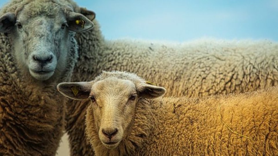 Ajutor economic pentru crescătorii de oi și capre, afectați de secetă
