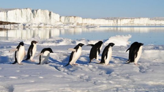Februarie 2025 marchează un nou minim istoric pentru gheața marină din Arctica