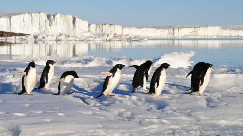 Februarie 2025 marchează un nou minim istoric pentru gheața marină din Arctica