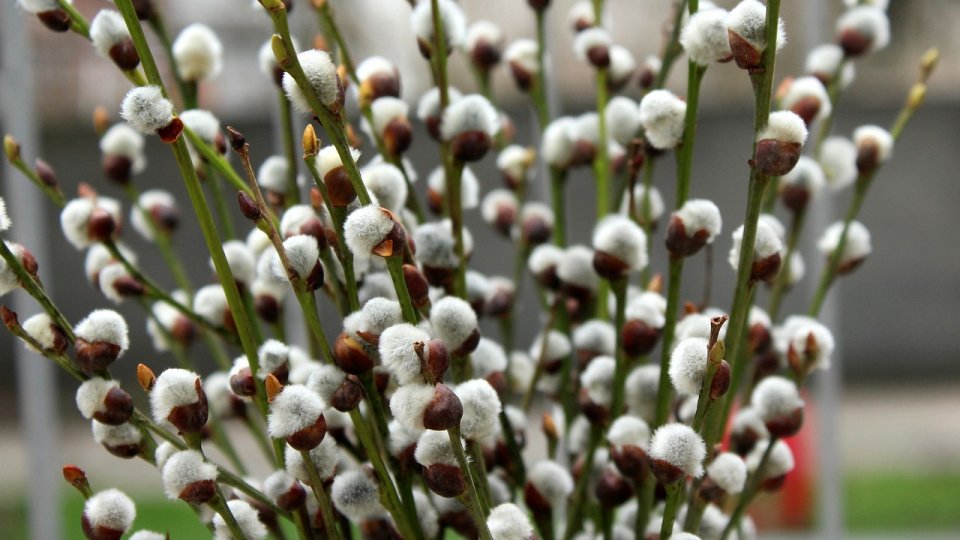 Sfinţirea ramurilor de salcie în mai multe biserici din ţară