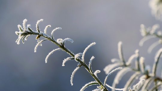 "Zăpada mieilor" poate afecta culturile şi pomii înfloriţi