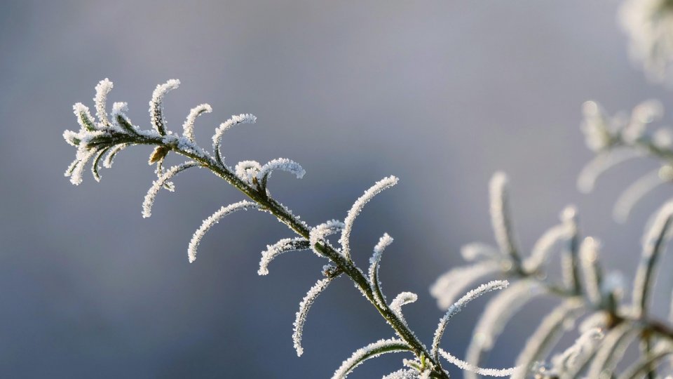 "Zăpada mieilor" poate afecta culturile şi pomii înfloriţi
